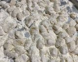 Foto del paso 5 de la receta: Ñoquis de papa