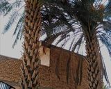 عکس مرحله 9 از دستور رنگینک لاری