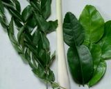 Foto langkah ke 6 dari resep Sayur / kuwah pliek U (boh kulu) kluwih daun melinjo.