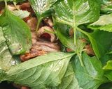 รูปขั้นตอนการทำที่ 1 ของ ยี่หร่าผัดเป็ด