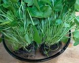 Frissítő vízitormasaláta recept fázis 1 fotója