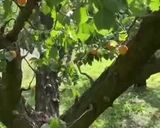 Une image de l'étape 12 de L’abricot🍂🍑le goût des fruits🍊🍋🍑 rôtis🍒 recette du sud.