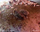Foto del paso 2 de la receta: Paella de rape y sepia