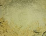Foto del paso 4 de la receta: Polvorones