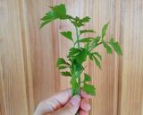 VEGÁN paprikás krumpli recept fázis 3 fotója