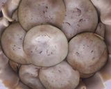 Foto del paso 4 de la receta: Pastel de berenjena y patatas con crema de champiñones
