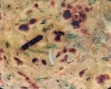 A picture of step 4 of Green Garlic Paratha.