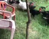 صورة لخطوة 3 من وصفة الوز مع الرز الكوردى