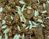 A picture of step 7 of Nachni Laddoo - Winter special laddoos rich in protein, calcium and iron (Ragi Laddoo).