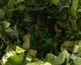 Foto del paso 1 de la receta: Pasta fresca con berza salteada