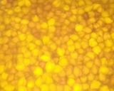 મસાલા ચણા (Masala Chana Recipe In Gujarati) રેસીપી સ્ટેપ1ફોટો