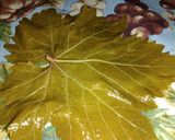 A picture of step 3 of Stuffed Grape Leaves (Egyptian Style).