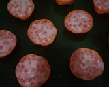 Foto langkah ke 3 dari resep Cente manis / Cantik manis hunkwee.