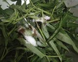 Foto langkah ke 3 dari resep Kangkung Teri Asin.