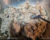 Foto del paso 6 de la receta: Calamares rellenos con salsa de langostinos