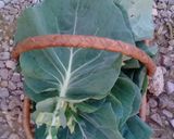 A picture of step 1 of Couve fresco (fresh chomolia).