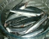 Foto del paso 1 de la receta: Boquerones a la bilbaína