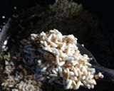 Foto del paso 5 de la receta: Arroz seco🍚