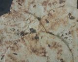 A picture of step 7 of Jowar Bhakri (Roti).