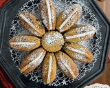Foto del passaggio 5 della ricetta Torta di Cachi Mela e Cioccolato