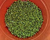 मुग बीन स्प्राऊट्स (mung beans sprouts recipe in marathi)_ रेसिपी स्टेप 4 फोटो 