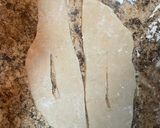 Foto del paso 5 de la receta: Corbatitas