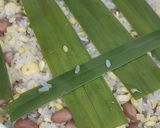 Hình bước làm 2 của món Xôi hạt sen đậu phộng hoa đậu biếc