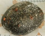 Foto langkah ke 19 dari resep Charcoal Jinten Hitam Italian Herbs Cheese Sourdough Bread.
