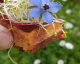Une image de l'étape 7 de 🌱 Gaufre de patate douce.