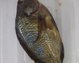 Foto langkah ke 1 dari resep Ikan Mujair Tauco.