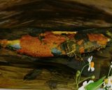 Foto langkah ke 7 dari resep Pepes Ikan Kembung Daun Kemangi.