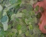 Foto langkah ke 1 dari resep Sayur Bening Daun Kelor.