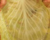 A picture of step 10 of Japanese Cabbage Rolls ロールキャベツ.