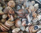 صورة لخطوة 1 من وصفة الببوش (الحلزون)