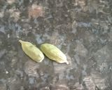 इलायची चाय रेसिपी चरण 1 फोटो