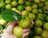 Hình bước làm 2 của món Mật ong ngâm chanh đào trị ho, giảm cân, dưỡng da hồng hào ẩm mịn