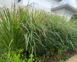 A picture of step 1 of Lemongrass Juice.