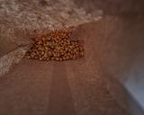 Foto del paso 1 de la receta: Palomitas en microondas cero grasa