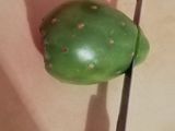 Tunas (La fruta ancestral del nopal y su historia en México)