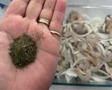 Foto del paso 2 de la receta: Reineta al horno con camarones