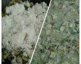 Foto langkah ke 4 dari resep Oblok-oblok Jawa.