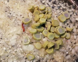 Foto del paso 3 de la receta: Guiso de Alcachofas con Bacon y Judías blancas
