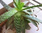 Foto del paso 1 de la receta: Te verde frío con aloe vera 🍵👵🎉