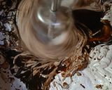 Foto langkah ke 7 dari resep Brownies Ketan Hitam Keju Lumer 2 Telur.