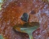 Gambar langkah 4 resipi Sambal tumis bilis petai.