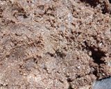 Foto del paso 2 de la receta: CAKE POP /de chocolinas y coco rallado