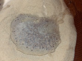 كسرة خميرة (المطلوع) ناجحة ١٠٠٪؜