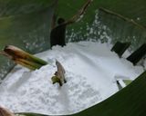 Foto langkah ke 1 dari resep Putu Bunga Telang (dengan cetakan silikon).