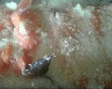 Foto del paso 2 de la receta: Trucha a la cerveza con pebre