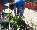 Foto del paso 1 de la receta: Torrejitas de acelga